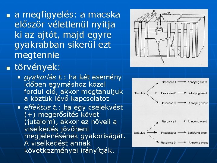 n n a megfigyelés: a macska először véletlenül nyitja ki az ajtót, majd egyre