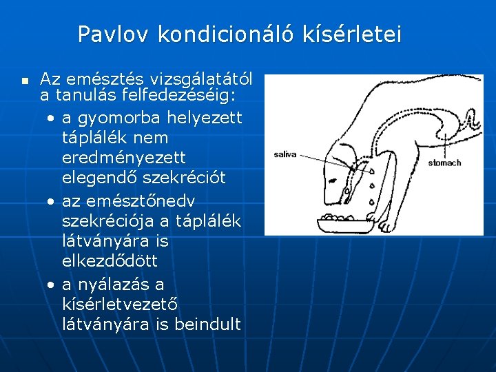 Pavlov kondicionáló kísérletei n Az emésztés vizsgálatától a tanulás felfedezéséig: • a gyomorba helyezett