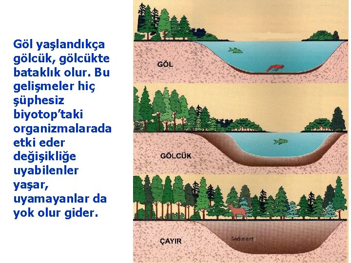 Göl yaşlandıkça gölcük, gölcükte bataklık olur. Bu gelişmeler hiç şüphesiz biyotop’taki organizmalarada etki eder