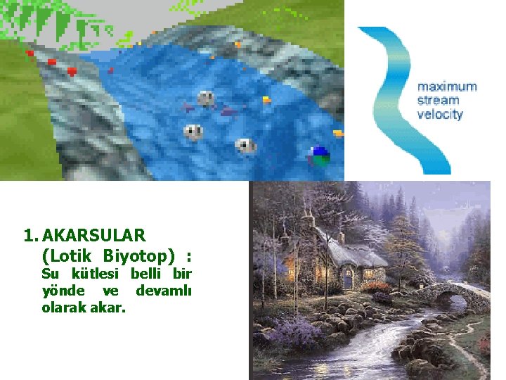 1. AKARSULAR (Lotik Biyotop) : Su kütlesi belli bir yönde ve devamlı olarak akar.