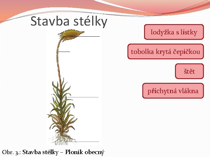 Stavba stélky lodyžka s lístky tobolka krytá čepičkou štět příchytná vlákna Obr. 3. :