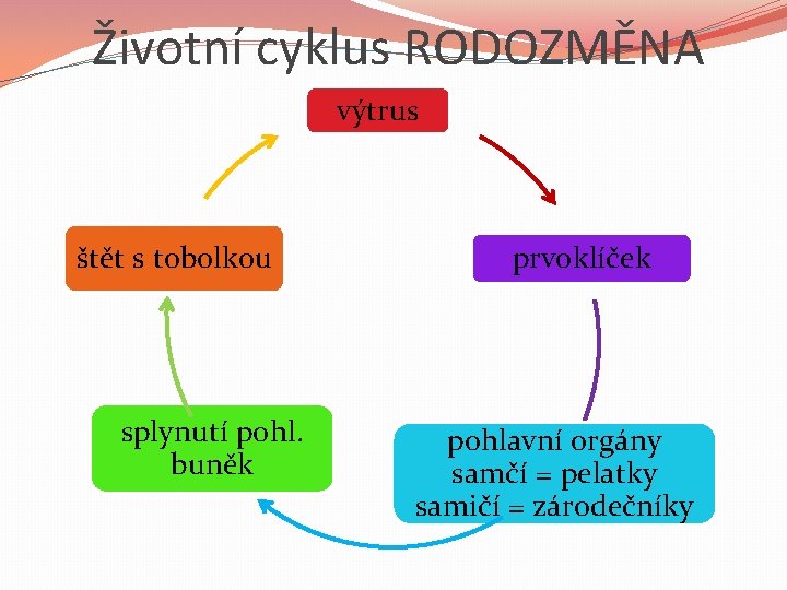 Životní cyklus RODOZMĚNA výtrus štět s tobolkou splynutí pohl. buněk prvoklíček pohlavní orgány samčí