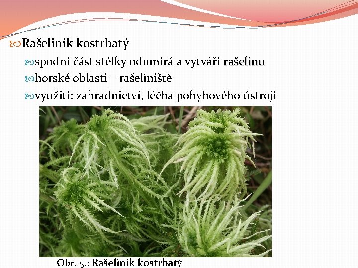  Rašeliník kostrbatý spodní část stélky odumírá a vytváří rašelinu horské oblasti – rašeliniště