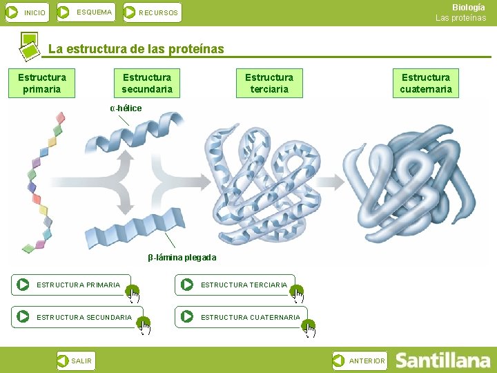 ESQUEMA INICIO Biología Las proteínas RECURSOS La estructura de las proteínas Estructura primaria Estructura