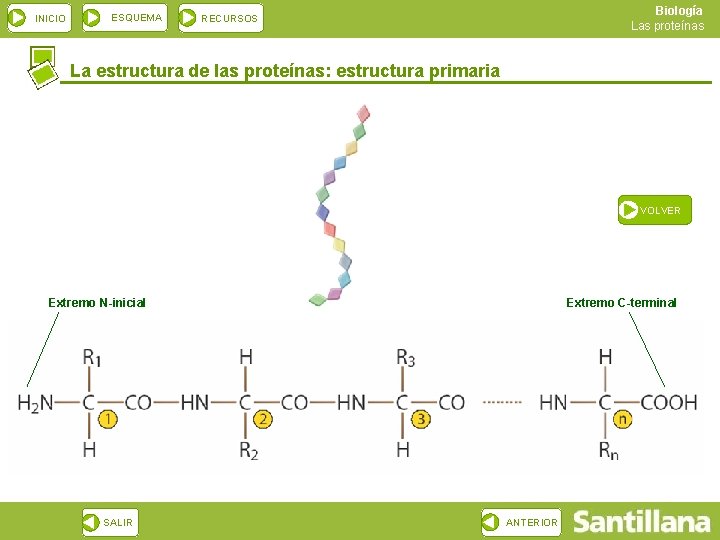 INICIO ESQUEMA Biología Las proteínas RECURSOS La estructura de las proteínas: estructura primaria VOLVER