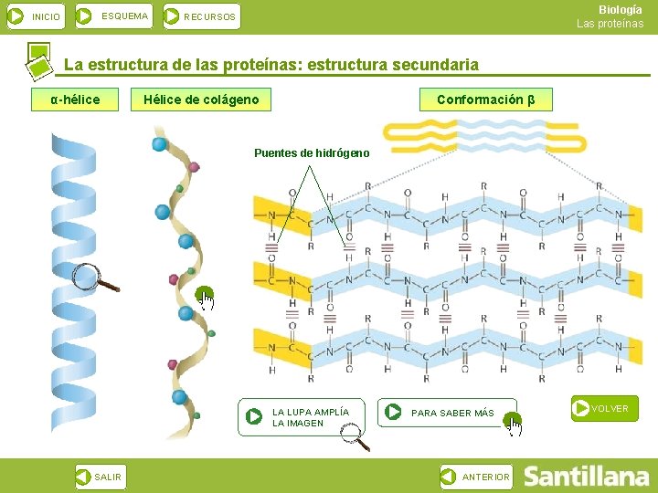 ESQUEMA INICIO Biología Las proteínas RECURSOS La estructura de las proteínas: estructura secundaria α-hélice