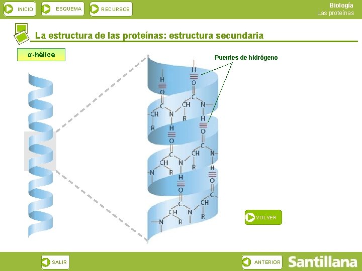 ESQUEMA INICIO Biología Las proteínas RECURSOS La estructura de las proteínas: estructura secundaria α-hélice