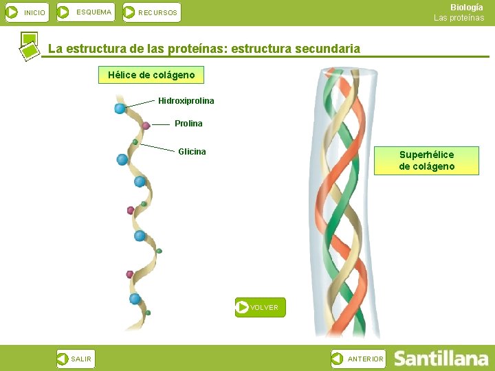 INICIO ESQUEMA Biología Las proteínas RECURSOS La estructura de las proteínas: estructura secundaria Hélice