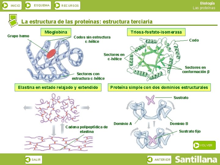 ESQUEMA INICIO Biología Las proteínas RECURSOS La estructura de las proteínas: estructura terciaria Mioglobina