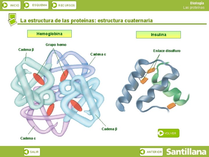 INICIO ESQUEMA Biología Las proteínas RECURSOS La estructura de las proteínas: estructura cuaternaria Hemoglobina