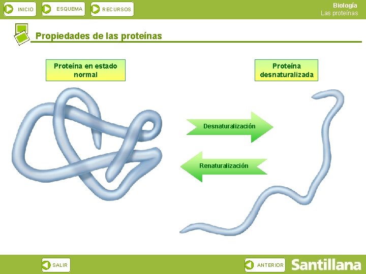 INICIO ESQUEMA Biología Las proteínas RECURSOS Propiedades de las proteínas Proteína en estado normal