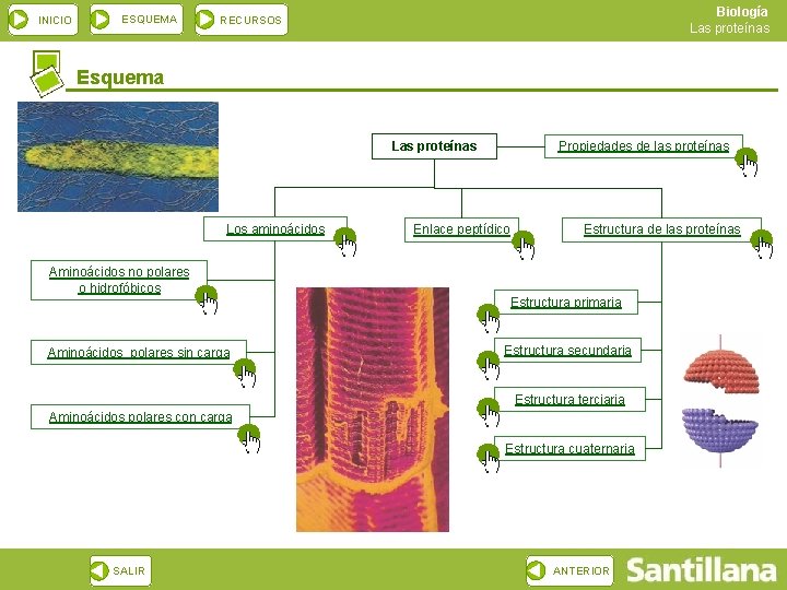 INICIO ESQUEMA Biología Las proteínas RECURSOS Esquema Las proteínas Los aminoácidos Aminoácidos no polares