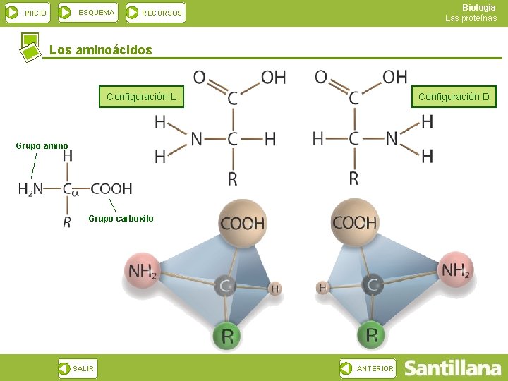 ESQUEMA INICIO Biología Las proteínas RECURSOS Los aminoácidos Configuración L Configuración D Grupo amino