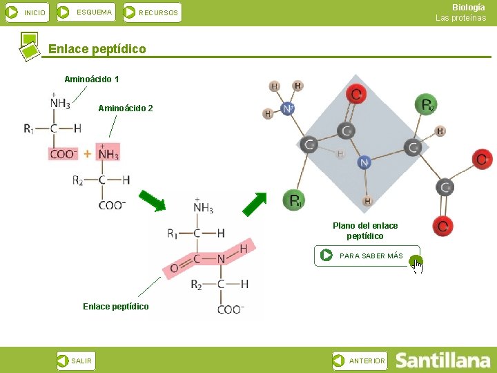 INICIO ESQUEMA Biología Las proteínas RECURSOS Enlace peptídico Aminoácido 1 Aminoácido 2 Plano del