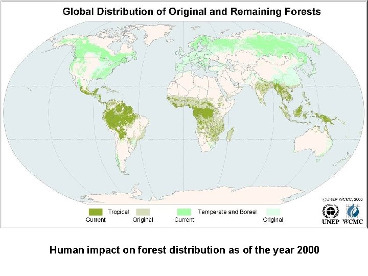 Human impact on forest distribution as of the year 2000 