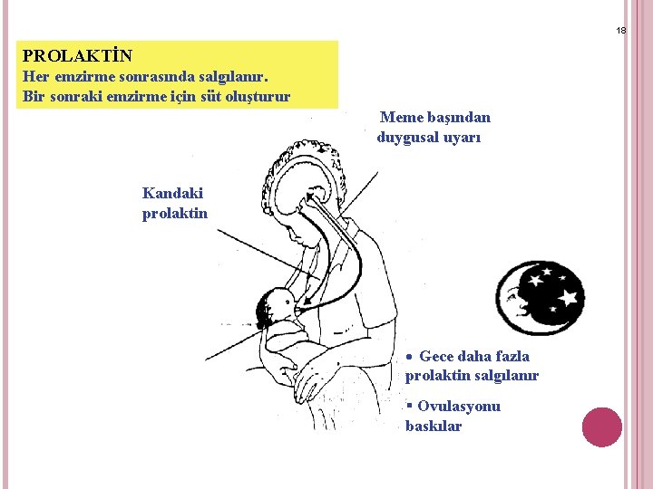 18 PROLAKTİN Her emzirme sonrasında salgılanır. Bir sonraki emzirme için süt oluşturur Meme başından