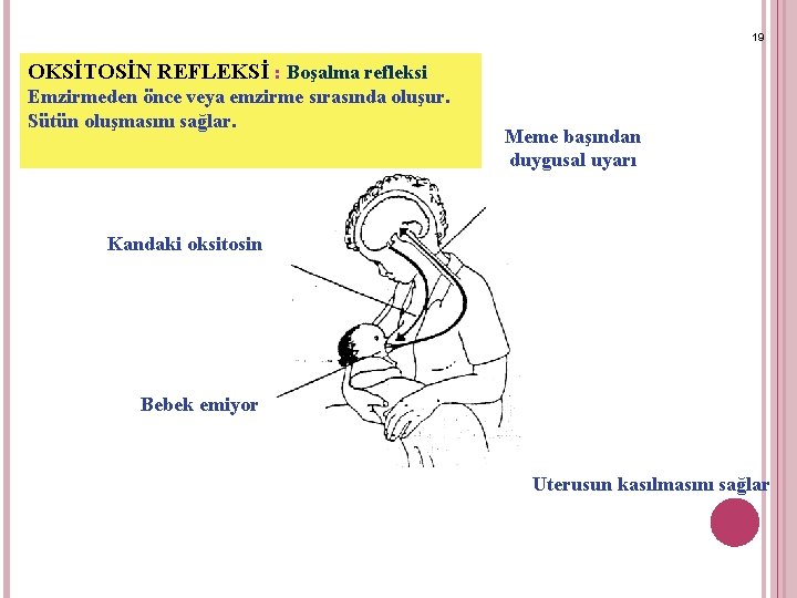 19 OKSİTOSİN REFLEKSİ : Boşalma refleksi Emzirmeden önce veya emzirme sırasında oluşur. Sütün oluşmasını