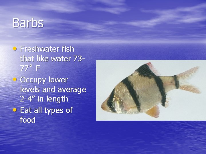 Barbs • Freshwater fish • • that like water 7377˚ F Occupy lower levels