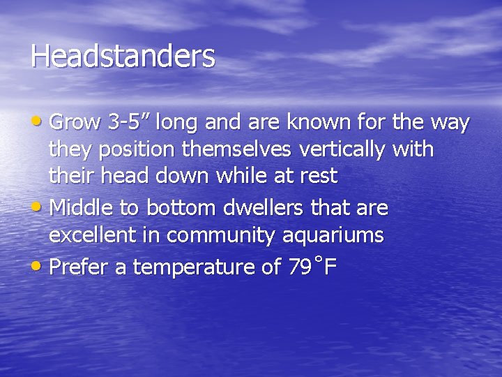 Headstanders • Grow 3 -5” long and are known for the way they position