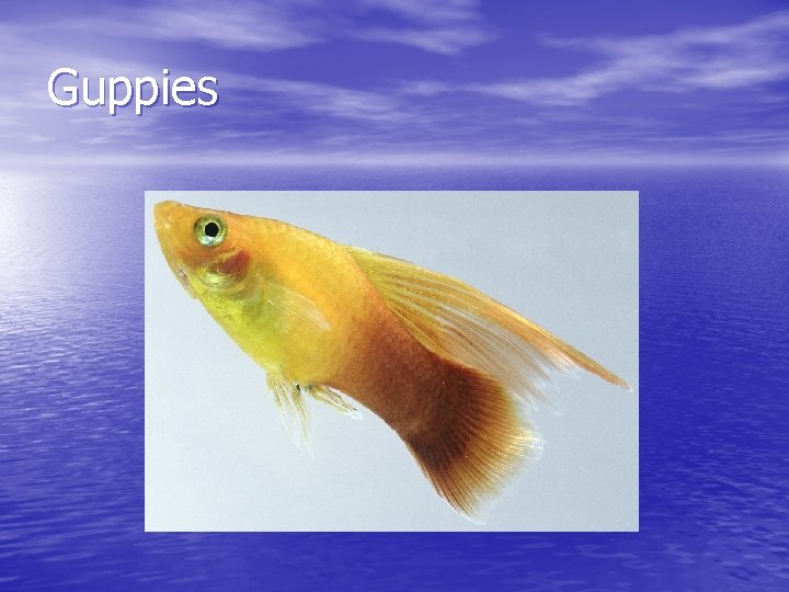 Guppies 