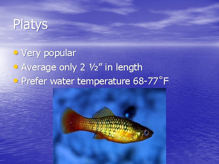 Platys • Very popular • Average only 2 ½” in length • Prefer water