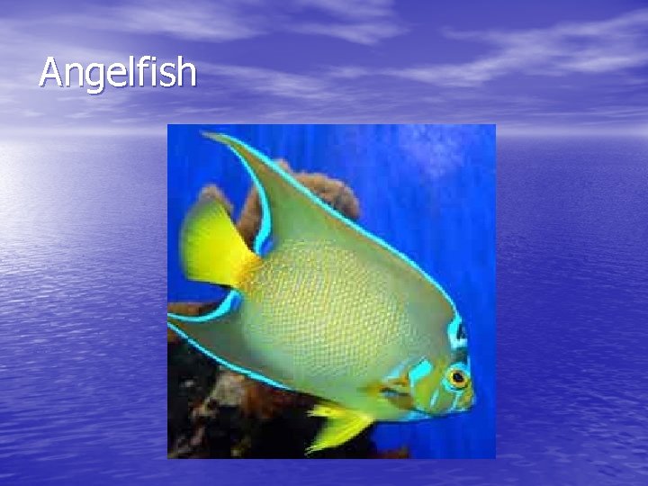 Angelfish 