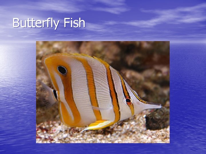 Butterfly Fish 