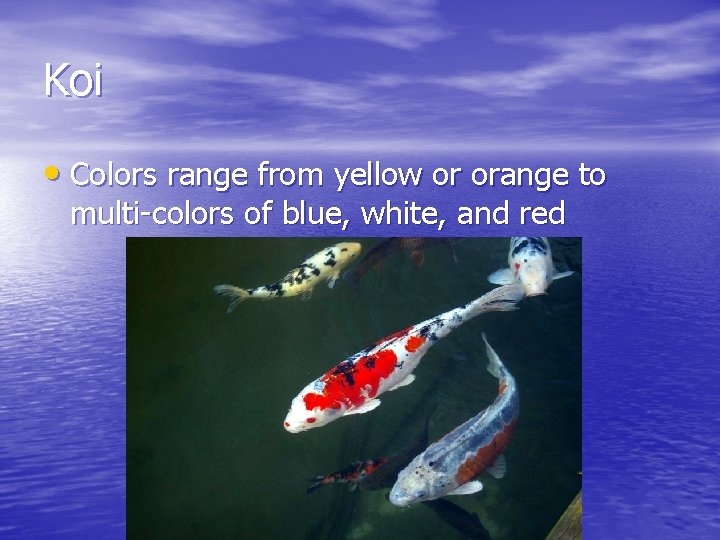 Koi • Colors range from yellow or orange to multi-colors of blue, white, and