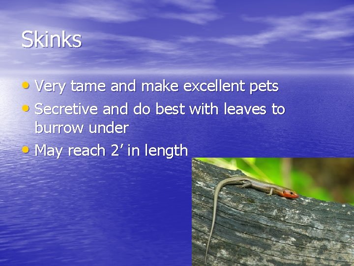 Skinks • Very tame and make excellent pets • Secretive and do best with