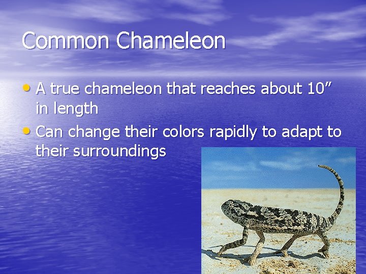 Common Chameleon • A true chameleon that reaches about 10” in length • Can