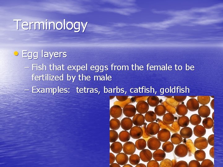 Terminology • Egg layers – Fish that expel eggs from the female to be