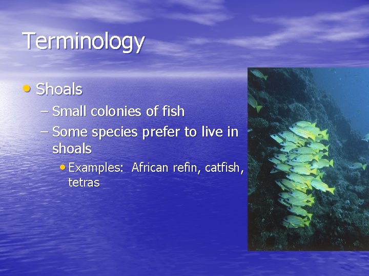 Terminology • Shoals – Small colonies of fish – Some species prefer to live