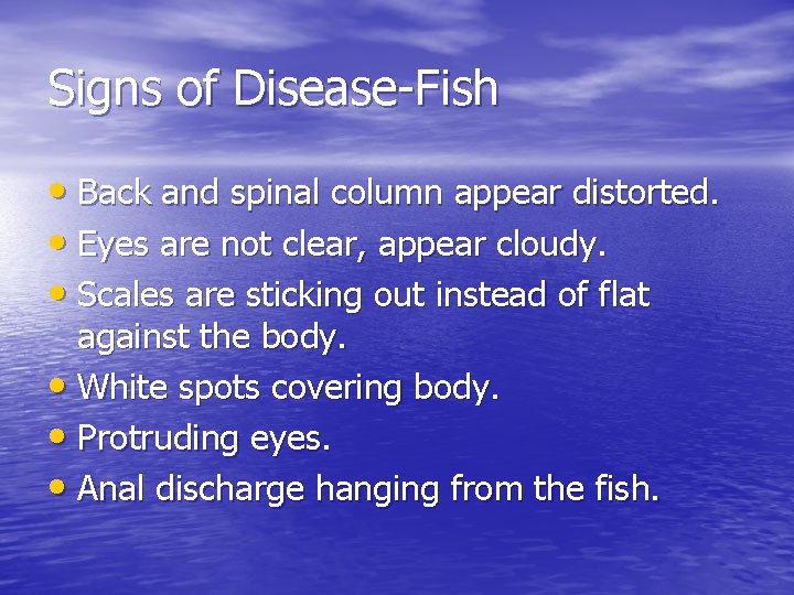 Signs of Disease-Fish • Back and spinal column appear distorted. • Eyes are not