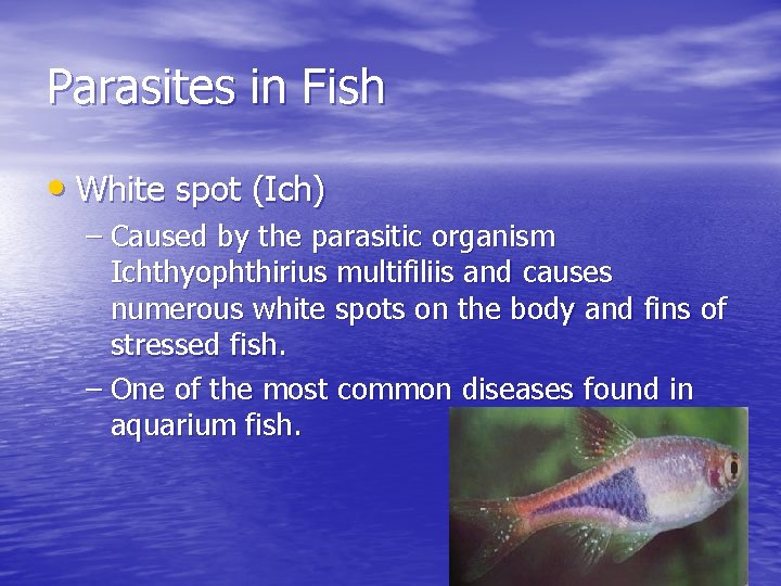 Parasites in Fish • White spot (Ich) – Caused by the parasitic organism Ichthyophthirius