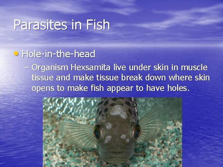 Parasites in Fish • Hole-in-the-head – Organism Hexsamita live under skin in muscle tissue