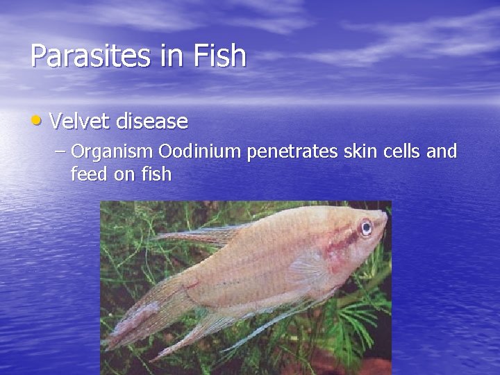 Parasites in Fish • Velvet disease – Organism Oodinium penetrates skin cells and feed