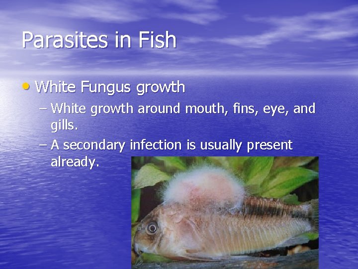 Parasites in Fish • White Fungus growth – White growth around mouth, fins, eye,