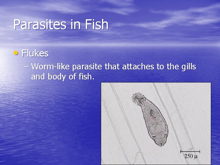 Parasites in Fish • Flukes – Worm-like parasite that attaches to the gills and