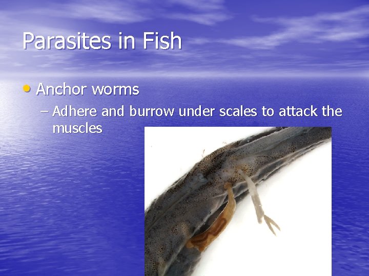 Parasites in Fish • Anchor worms – Adhere and burrow under scales to attack