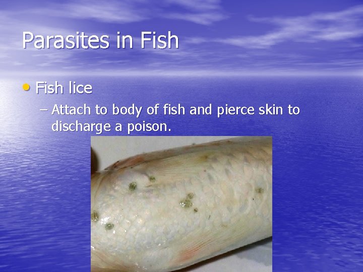 Parasites in Fish • Fish lice – Attach to body of fish and pierce