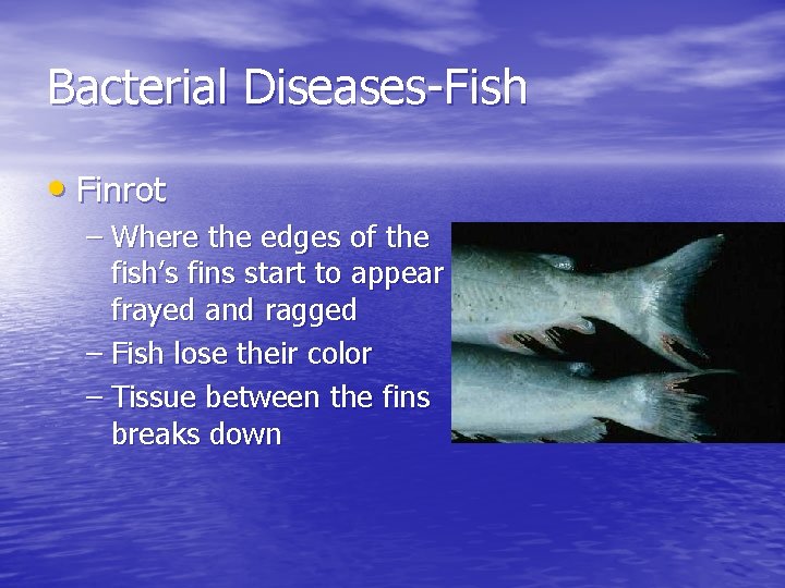 Bacterial Diseases-Fish • Finrot – Where the edges of the fish’s fins start to