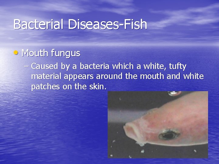 Bacterial Diseases-Fish • Mouth fungus – Caused by a bacteria which a white, tufty