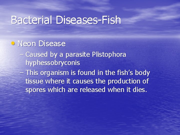 Bacterial Diseases-Fish • Neon Disease – Caused by a parasite Plistophora hyphessobryconis – This