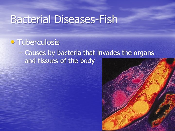 Bacterial Diseases-Fish • Tuberculosis – Causes by bacteria that invades the organs and tissues