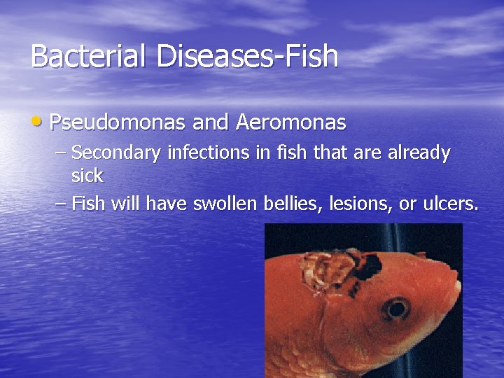 Bacterial Diseases-Fish • Pseudomonas and Aeromonas – Secondary infections in fish that are already