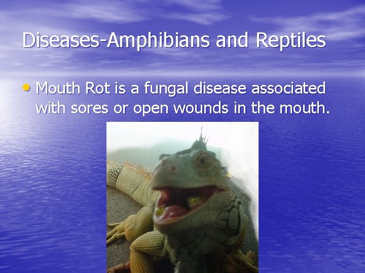 Diseases-Amphibians and Reptiles • Mouth Rot is a fungal disease associated with sores or