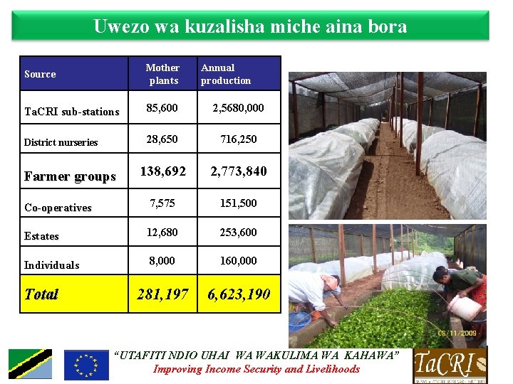 Uwezo wa kuzalisha miche aina bora Source Mother plants Ta. CRI sub-stations 85, 600