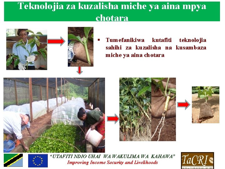 Teknolojia za kuzalisha miche ya aina mpya chotara § Tumefanikiwa kutafiti teknolojia sahihi za