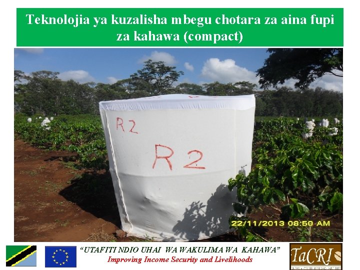 Teknolojia ya kuzalisha mbegu chotara za aina fupi za kahawa (compact) “UTAFITI NDIO UHAI