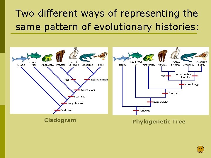 Two different ways of representing the same pattern of evolutionary histories: Cladogram Phylogenetic Tree